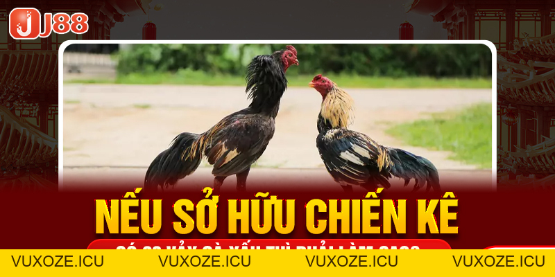 23 Vảy Gà Xấu Khiến Nhiều Kê Thủ Phải Lắc Đầu Bỏ Qua 23 Vảy Gà Xấu Khiến Nhiều Kê Thủ Phải Lắc Đầu Bỏ Qua