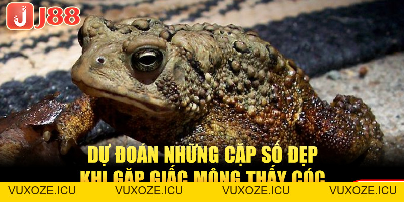 Mơ Thấy Cóc Là Điềm Gì? Bật Mí Ngay Những Số Đề May Mắn Mơ Thấy Cóc Là Điềm Gì? Bật Mí Ngay Những Số Đề May Mắn