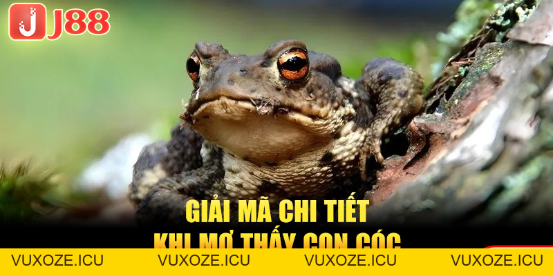 Mơ Thấy Cóc Là Điềm Gì? Bật Mí Ngay Những Số Đề May Mắn Mơ Thấy Cóc Là Điềm Gì? Bật Mí Ngay Những Số Đề May Mắn