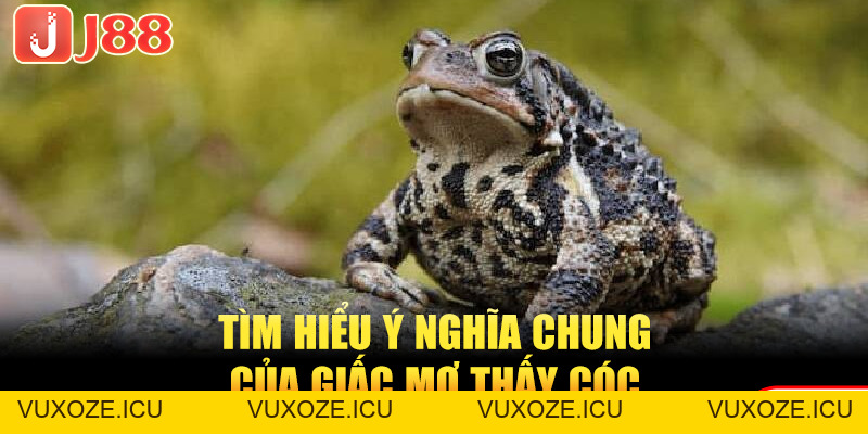 Mơ Thấy Cóc Là Điềm Gì? Bật Mí Ngay Những Số Đề May Mắn Mơ Thấy Cóc Là Điềm Gì? Bật Mí Ngay Những Số Đề May Mắn